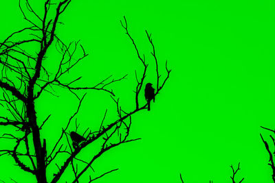 Bird perching on branch of green plant