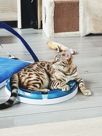 Cat resting on tiled floor