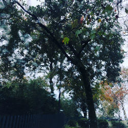 Low angle view of flowering trees in forest