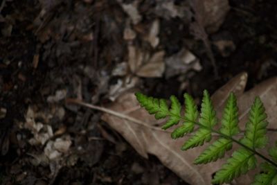 Close-up of plant