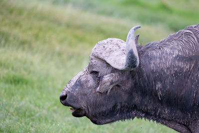 One big buffalo in the grassland of the savannah