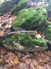 High angle view of rocks and trees in forest