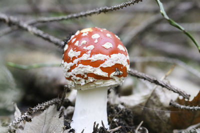 Close-up of fly agaric mushroom on field