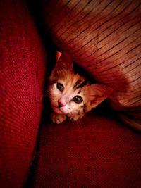 Portrait of kitten relaxing on sofa