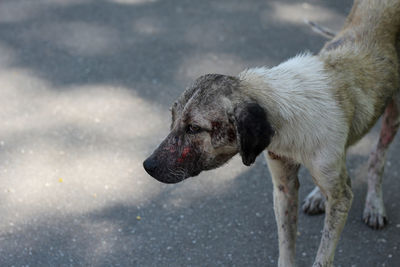 Dog looking away in city