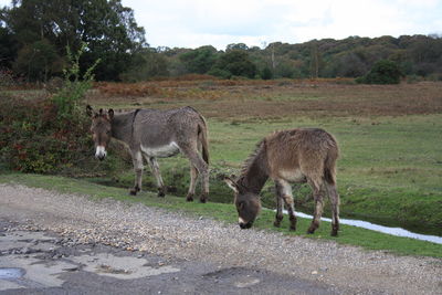 Two donkeys standing in a field