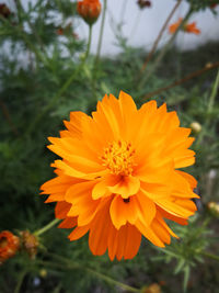 Close-up of orange flower