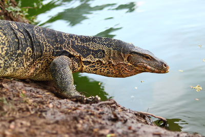 Close-up of crocodile in a lake