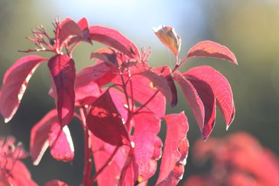 Close-up of red flowering plant