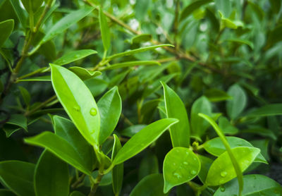 Close-up of wet plant growing on field