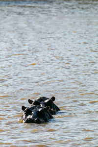 High angle view of dog swimming in lake