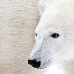 Close-up of polar bear looking away