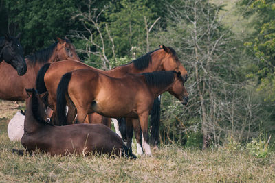 Horse grazing on field