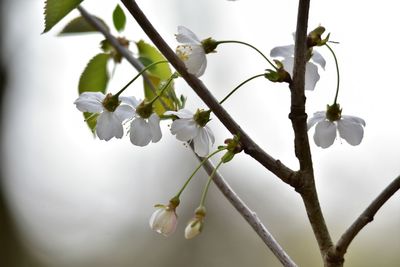 Close-up of white cherry blossoms in spring