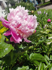 Close-up of pink rose flower in garden