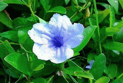 Close-up of flower blooming outdoors