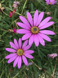 Close-up of pink flower