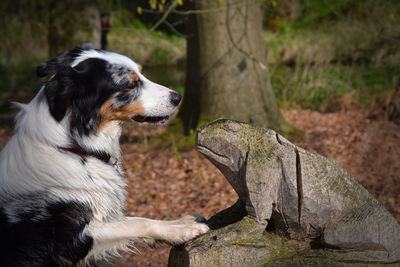 Close-up of dog looking away