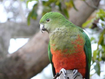 Close-up of king parrot looking away