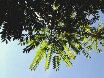 Low angle view of tree against sky