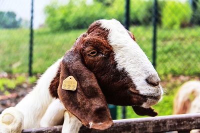 Close-up of goat on field