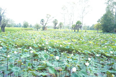 Scenic view of flowering plants on field