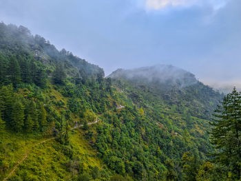 forest
