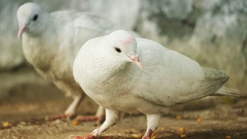 Close-up of bird perching outdoors