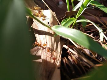 Close-up of lizard on leaves at field