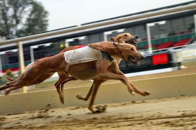 Greyhounds running during sports race