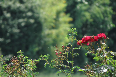 Close-up of red flowers blooming outdoors