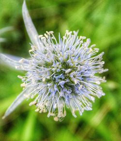 Close-up of flower