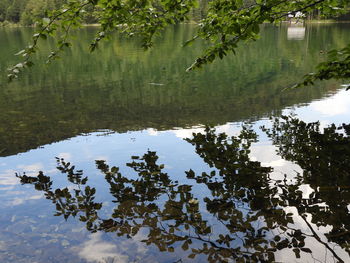 High angle view of tree floating on lake