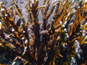 Close-up of bee on the sea