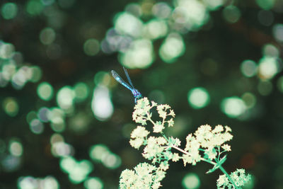 Close-up of white flowering plant