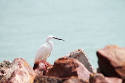 Close-up of bird perching on shore