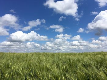 Scenic view of agricultural field against sky