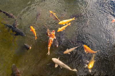 High angle view of koi carps swimming in lake