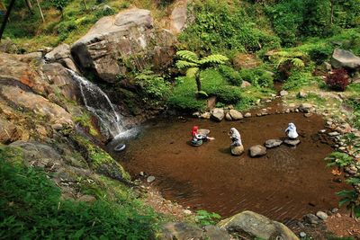 High angle view of ducks on rock in forest