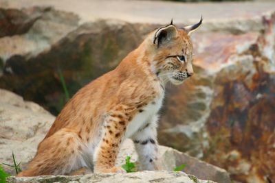 Lynx cub looking away