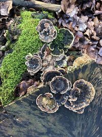 High angle view of mushrooms on rock