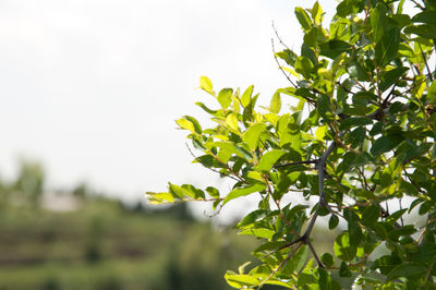 Close-up of green leaves