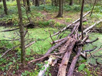 Trees in forest