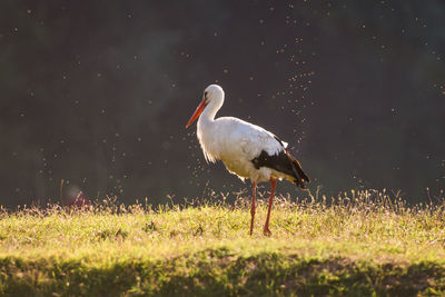 Side view of a bird on field