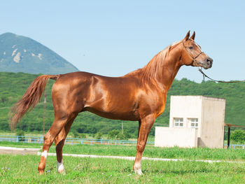 Side view of horse standing on land against clear sky