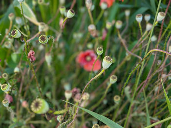 Close-up of flowering plant