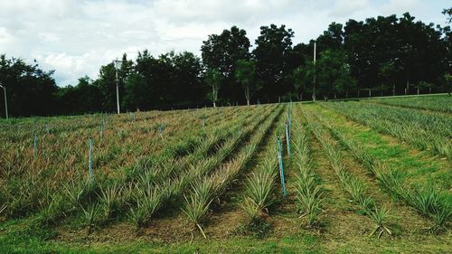 Scenic view of agricultural field against sky