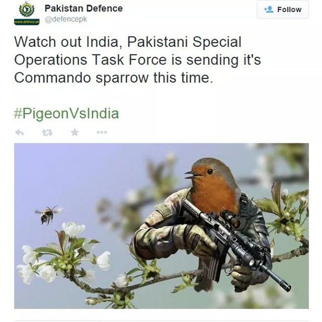 PigeonVSindia