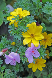 Close-up of yellow flower