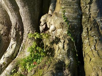 Close-up of lizard on tree trunk